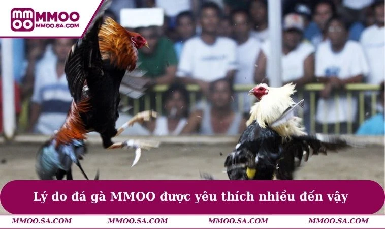 Lý do đá gà MMOO được yêu thích nhiều đến vậy